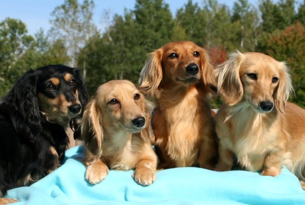 4 miniature dachshunds 
