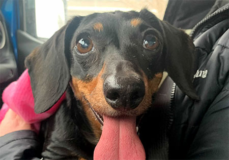 Rosie, happy dachshund, black and tan fur, tongue hanging out